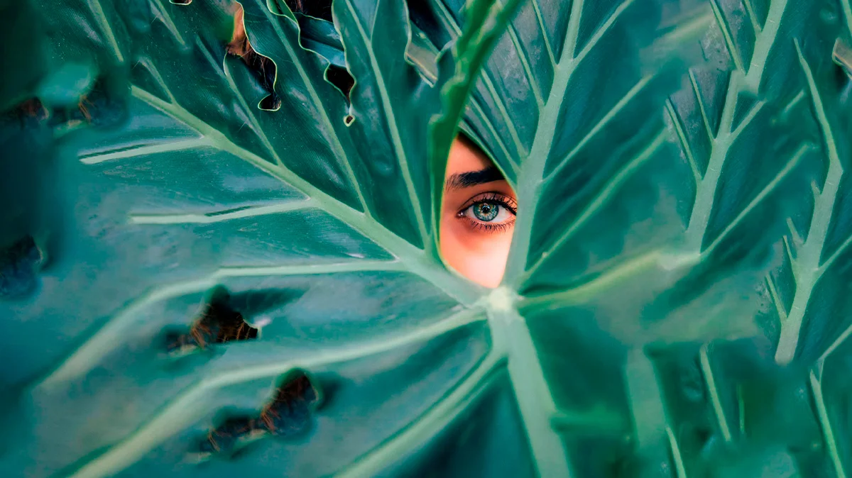 Ojo a traves de una planta